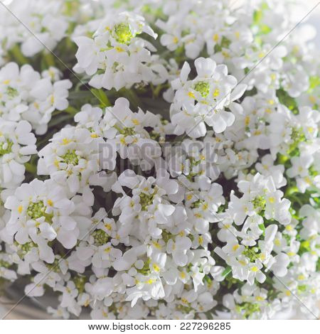 White Flowers Iberis, Spring Blossom.  Springtime Concept. Copy Space.