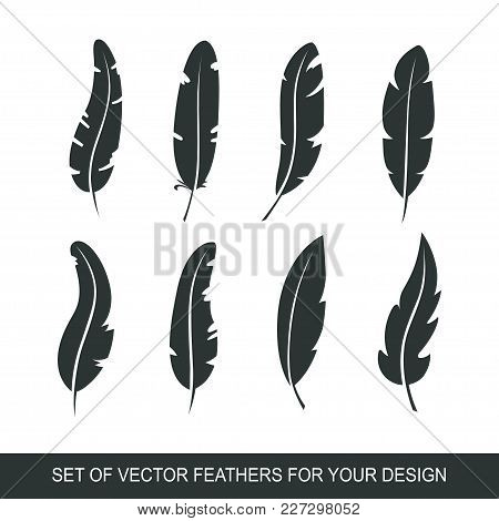 Different Set Feather Vector Icon Isolated On White Background. Collection For Writing Text And Desi
