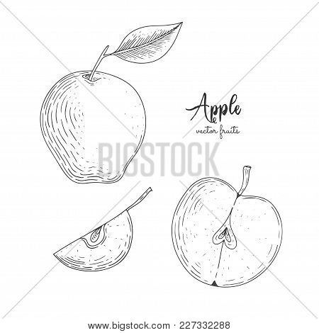 Hand Drawn Illustration Of Wild Aplle Isolated On White Background. Fruit Engraved Style Illustratio