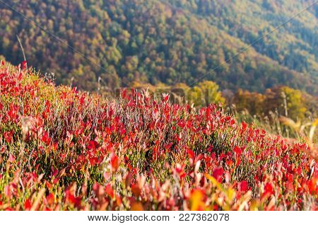 Red Background Of Plants. Mountain Plants Are Red. Foreground Is Red.