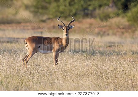 One Large Impala Ram Feed On The Grassy Plain