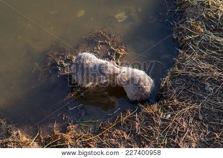 Two Young Muskrats ((ondatra Zibethicus)) Play With Each Other In The Water.