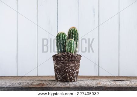 Green Cactus Without Pot On Rustic Wooden Background. Deadpan Style. Realistic.