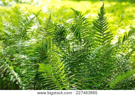 Beautyful Ferns Leaves, Natural Floral Fern Background In Sunlight.