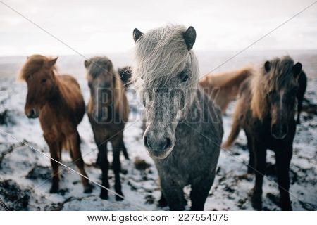 A Herd Of Free-roaming Icelandic Horses In The Wintertime Stones