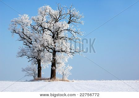 Árvore congelada