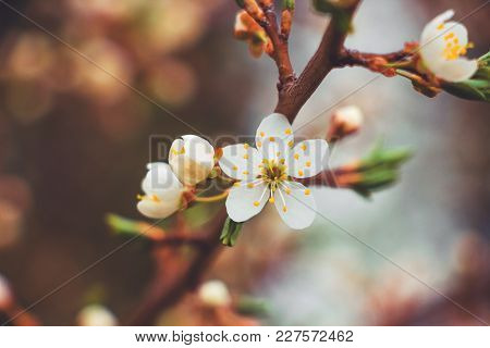 Cherry Branch With White Flowers On A Dark Background, Early Spring