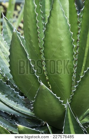 Splendida Hardy Century Plant (agave Lophantha Splendida)
