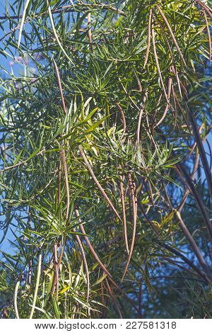 Desert Willow Tree With Fruits (chilopsis Linearis)