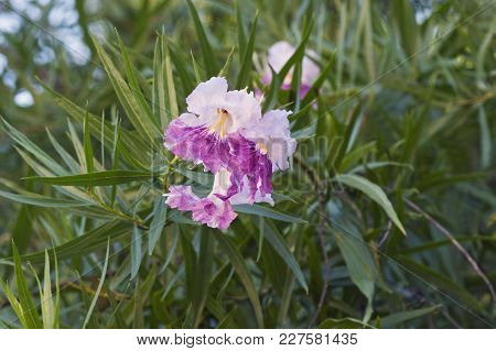 Flowers Of Desert Willow Tree (chilopsis Linearis)