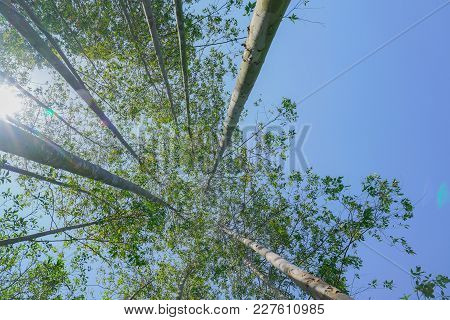 Tall Trees Rising Skyward Converging Skyward With Green Leaves Beyond Tall Tree-trunks.