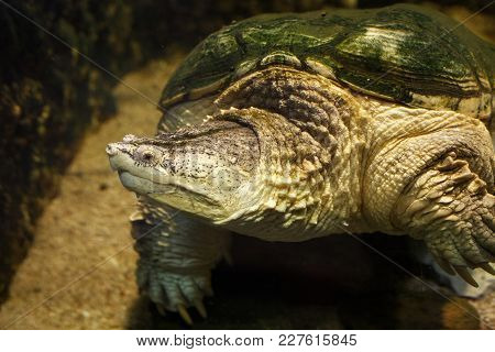 Common Snapping Turtle (chelydra Serpentina) In The Oceanarium.