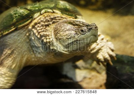 Common Snapping Turtle (chelydra Serpentina) In The Oceanarium.
