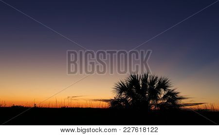 The Silhouette Of A Needle Palm Tree In Everglades National Park, Florida.