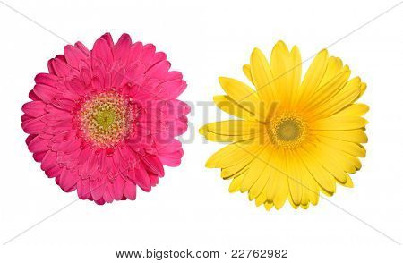 gerbere colorate isolata on white background