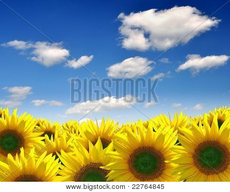 Letní slunce nad polem slunečnice