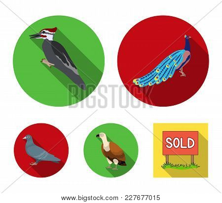 Peacock, Woodpecker And Various Species. Birds Set Collection Icons In Flat Style Vector Symbol Stoc