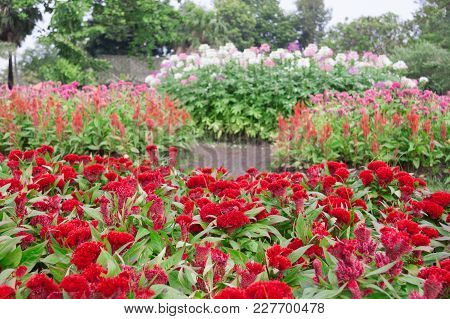 Cockscomb Flower Or Celosia Cristata Flower In The Garden .