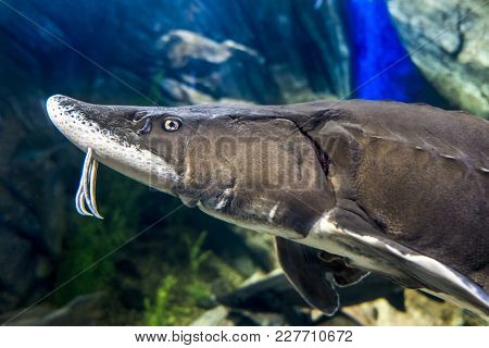The Beluga Or European Sturgeon (huso Huso) - Close Up