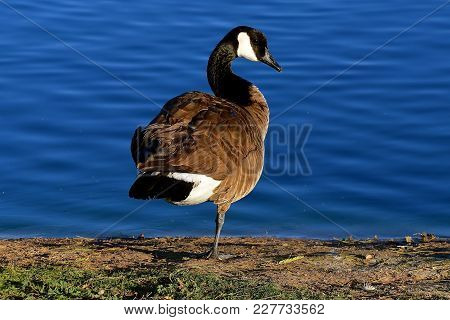 A Canada Goose Stands On One Leg While In The Preening Process On The Shore Of A Very Blue Lake.