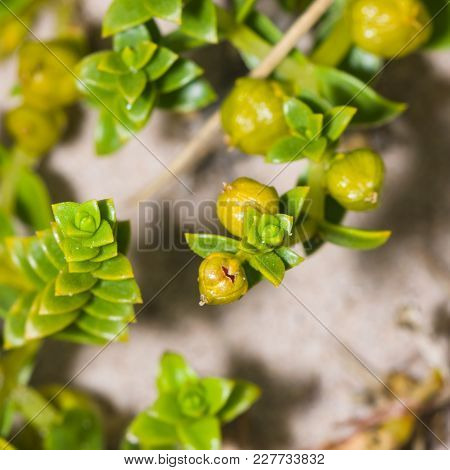 Sea Sandwort, Honckenya Peploides At Seashore Sandbeach Close-up With Fruit, Selective Focus, Shallo