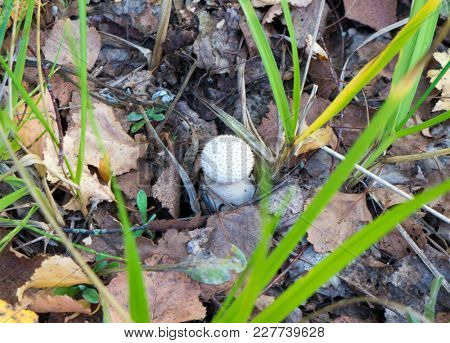 The nature  mushroom Amanita abrupta on a forest background.