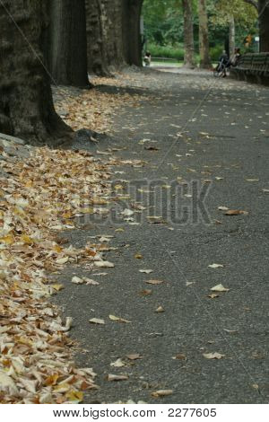 Fallen Leaves