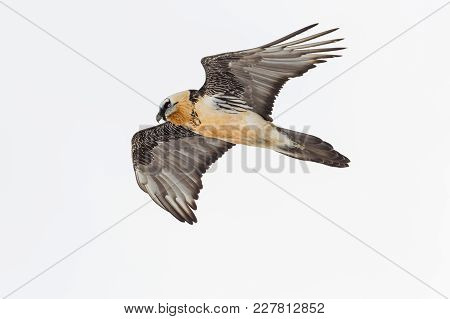 Detailed Portrait Flying Adult Bearded Vulture (gypaetus Barbatus), White Background