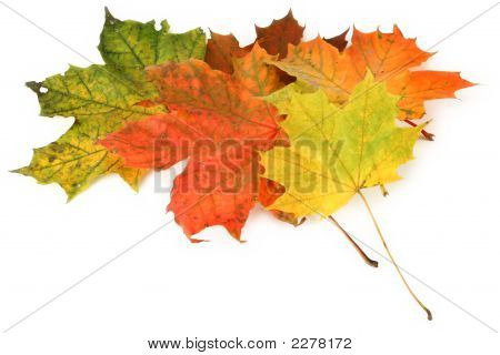 Mehrfarbige Maple Leaves