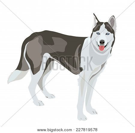 A Huskey Wolf Dog - Vector Illustration