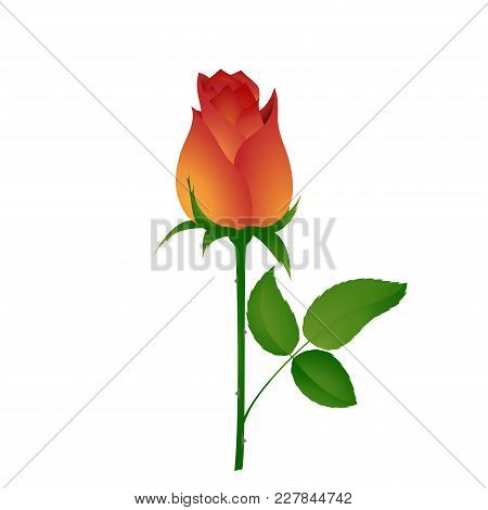 Beautiful Bud Of Orange Rose. Vector Illustration