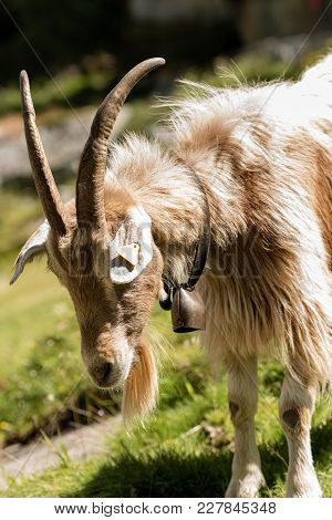 Brown And White Female Goat With Horns And Cowbell - Italian Alps