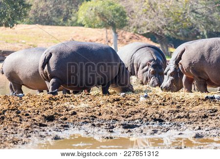 Several Hypopotamuses Search For Food In The Swamp