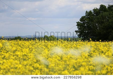Romantic Rape Seed Field In A Beautiful Nature With View To A Big City
