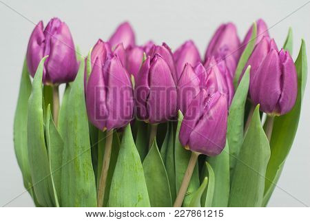 Group Of Puprle Tulips. Spring Bouquet Of Beautiful Flowersover Light Background. Spring Ans Summer 