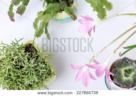 Different Succulents And Rosepink Zephyr Lily Flower Or Pink Rain Lily, Zephyranthes Grandiflora, Ch