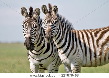 Two Zebras Grazing On Grass