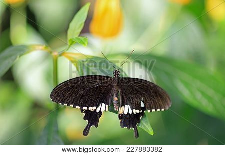 Beautiful Swallow Tail Butterfly With Wings Extended Resting On A Vibrant Green Leaf