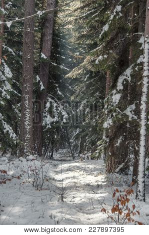 Winter Snowy Coniferous Forest. Snowy Path, Road, Way Or Pathway In Winter Forest