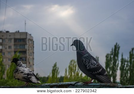 Doves On The Background Of The Urban Landscape In Sunny Summer Day