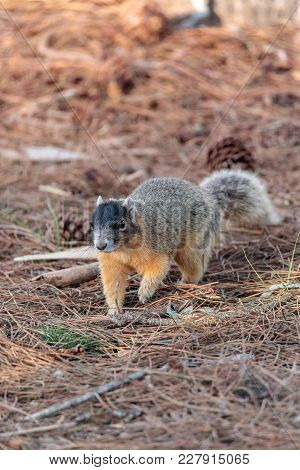 Eastern Fox Squirrel Sciurus Niger R