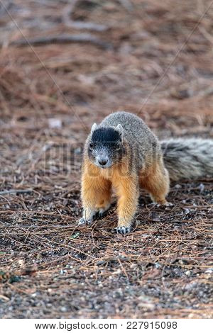Eastern Fox Squirrel Sciurus Niger R