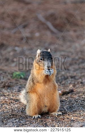Eastern Fox Squirrel Sciurus Niger R