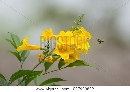 Bee And Yellow Flower, Yellow Elder