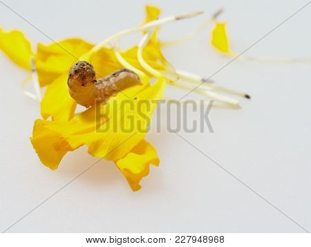 Brown And Black Worm Or Caterpillar Eating Petals Of Yellow Marigold Flower In Background, Which Eat