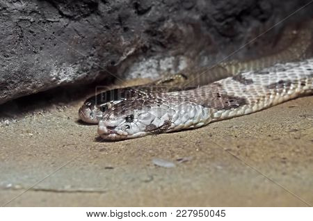 Closeup Dual Monocled Cobra On Sand In The Cave