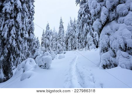 On A Frosty Beautiful Day Among Mountains Are Magical Trees Covered With White Fluffy Snow Against T