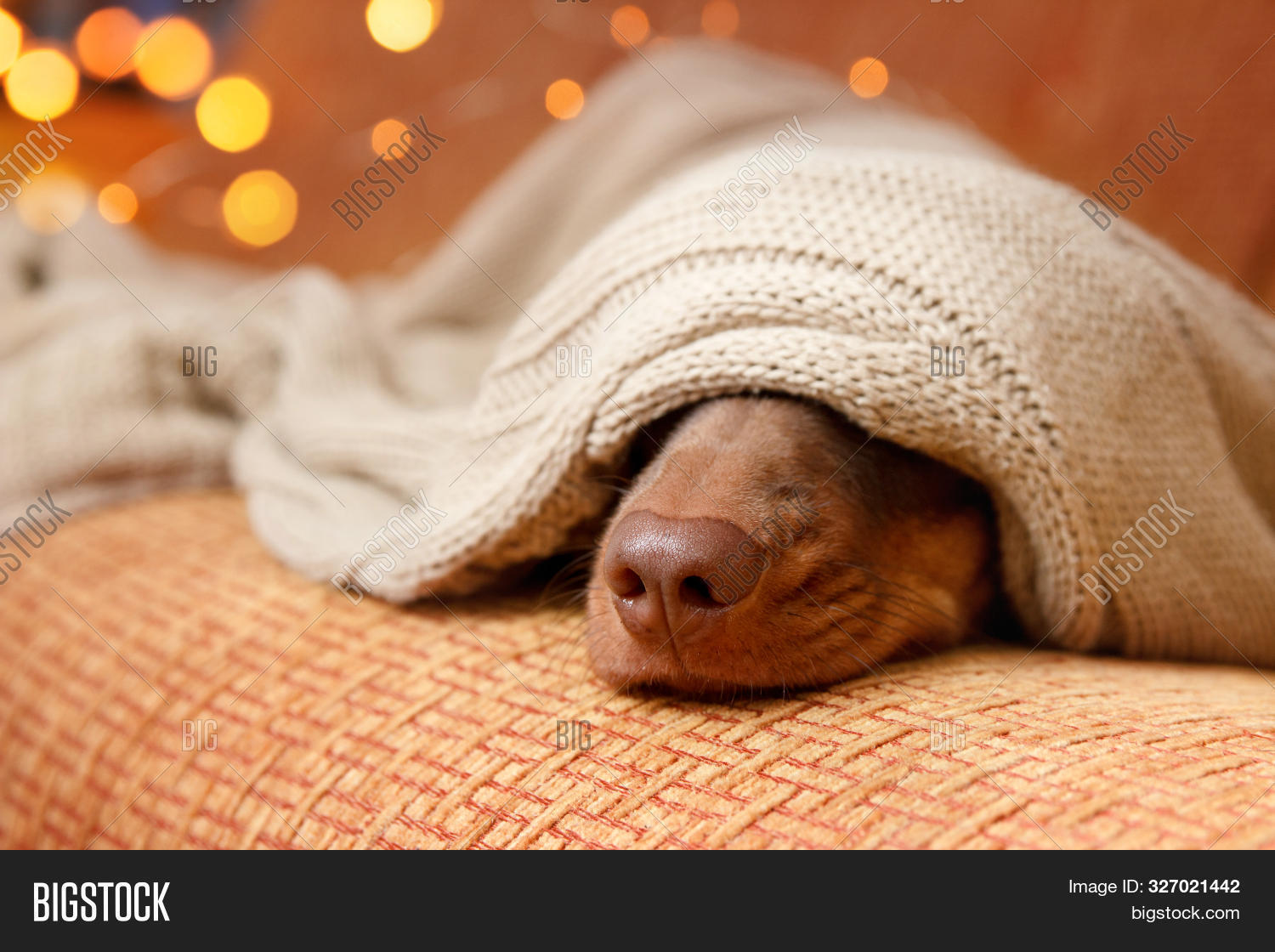 Dog Sleeps Under Image & Photo (Free Trial) Bigstock
