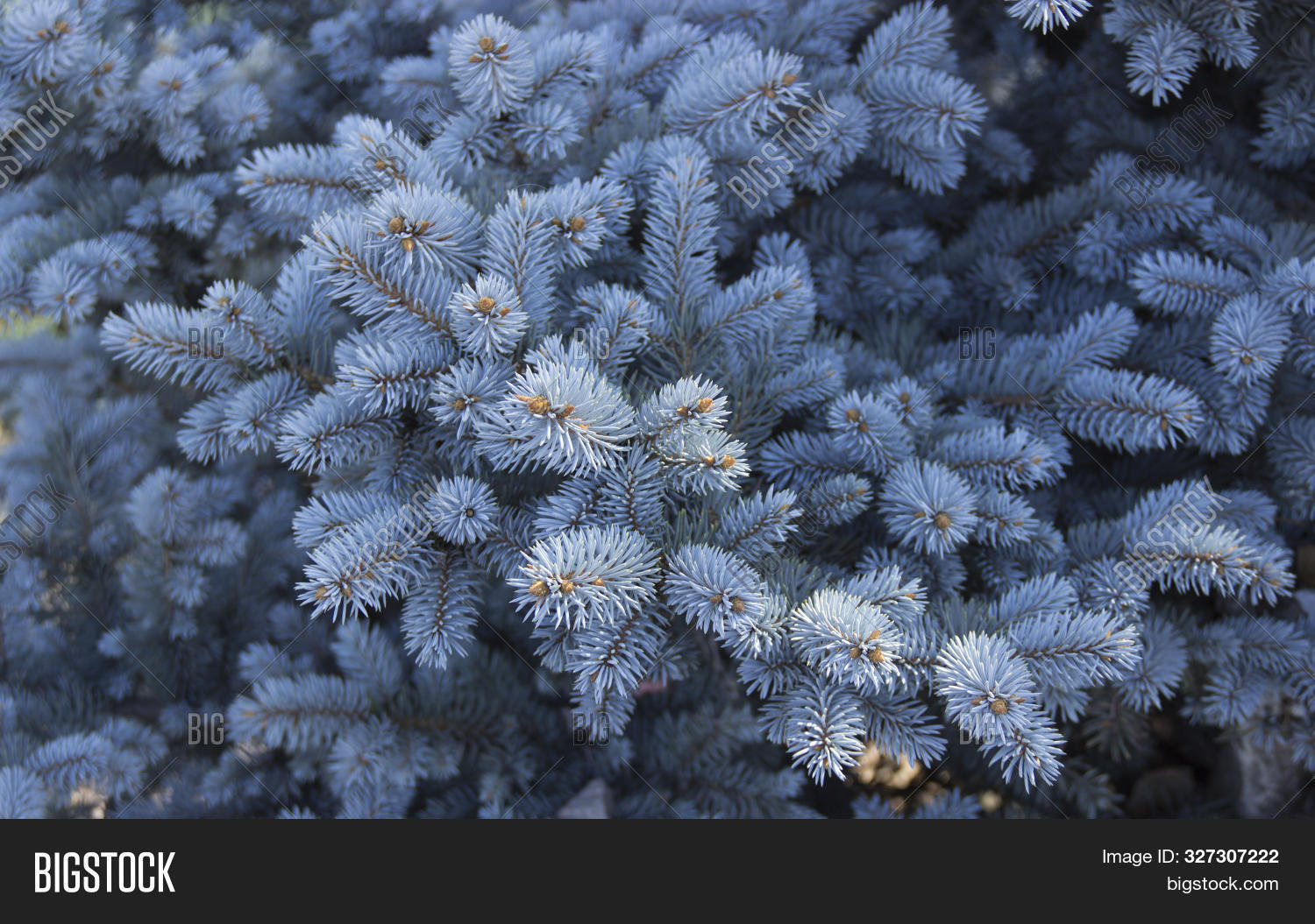 Blue Spruce Christmas Image & Photo (Free Trial) Bigstock