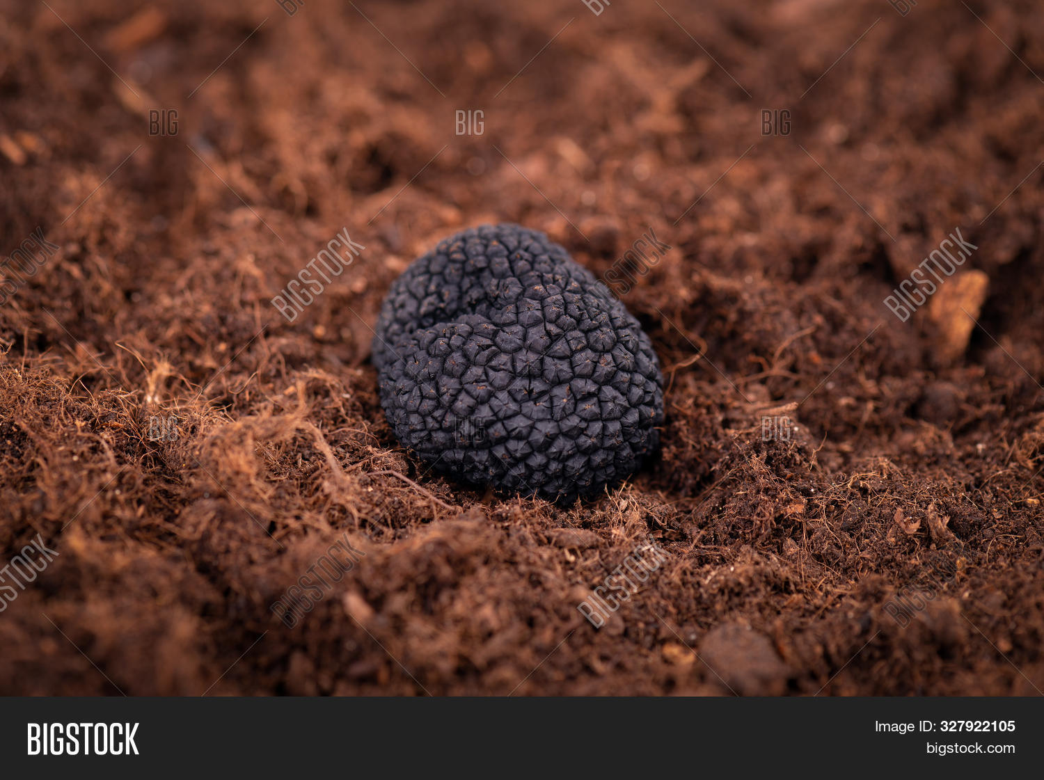 Black Truffle Ground. Image & Photo (Free Trial) Bigstock